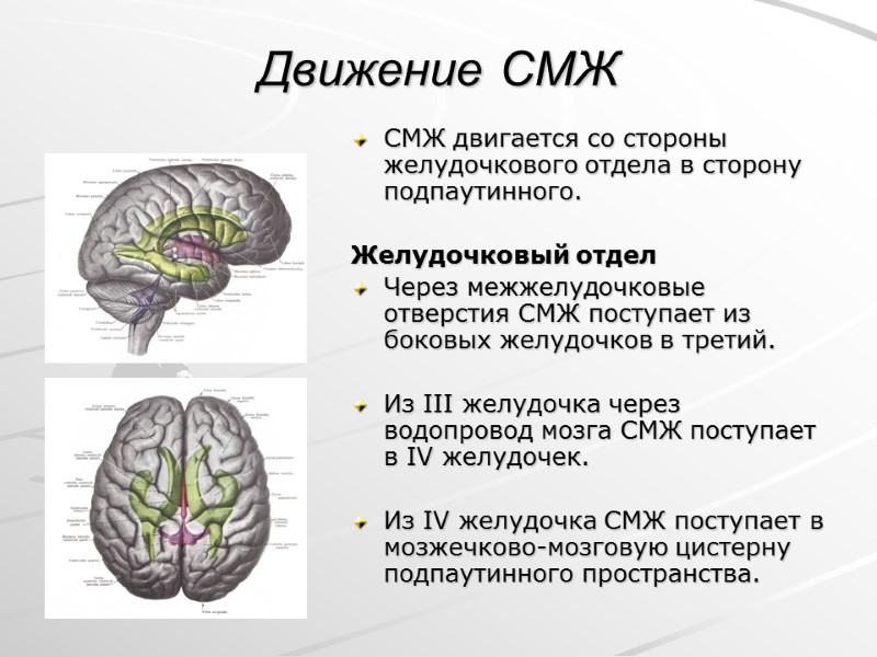 Движение СМЖ СМЖ двигается со стороны желудочкового отдела в сторону подпаутинного.  Желудочковый отдел